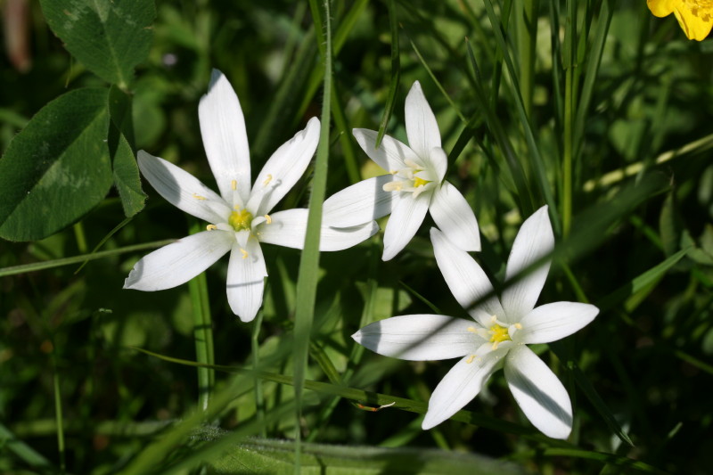 monocotiledone?? Ornithogalum umbellatum